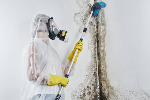 Environmental Consulting for Mold Prevention in Bidwell, OH